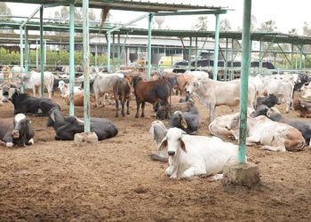 “مصر الخير” تُطلق حملة صك الأضحية للعام العاشر على التوالي