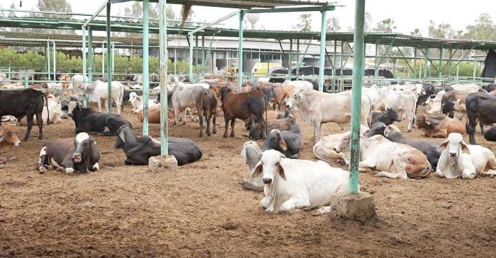 “مصر الخير” تُطلق حملة صك الأضحية للعام العاشر على التوالي