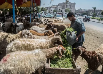 علماء: التبرع بأموال الأضاحي للمنكوبين في غزة والسودان.. جائز شرعاً