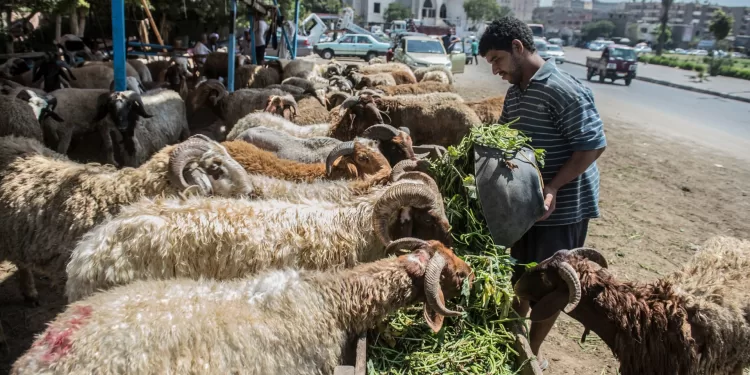 علماء: التبرع بأموال الأضاحي للمنكوبين في غزة والسودان.. جائز شرعاً