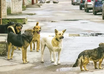 فتوى تريند: “تجويع” الكلاب الضالة.. مخالفة شرعية وقانونية