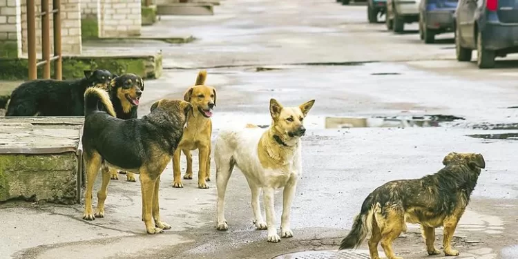 فتوى تريند: “تجويع” الكلاب الضالة.. مخالفة شرعية وقانونية