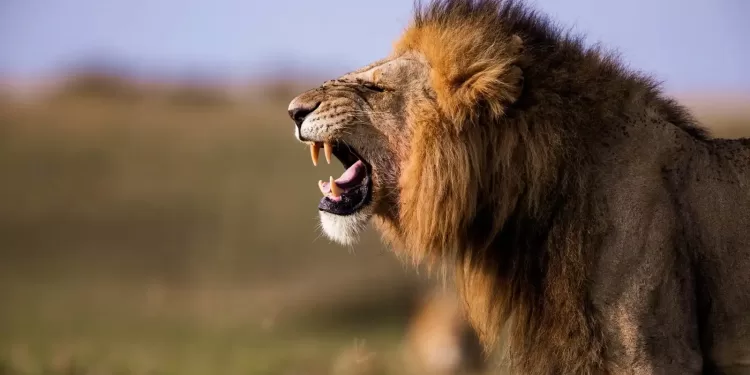 كائنات في القرآن: صيام مَلِك الغابة.. والمصادَفة الرمضانية