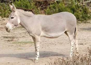 الحمار بليد غبي.. أم رمز للذكاء والتواضع والقوة؟!