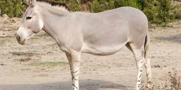 الحمار بليد غبي.. أم رمز للذكاء والتواضع والقوة؟!