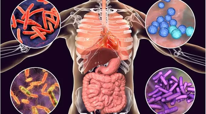 الميكروبيوتا المعوية.. آية حية داخل الإنسان تنطق بعظمة الله